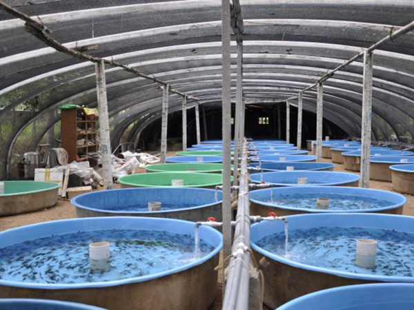 空气能恒温热泵泥鳅养殖案例